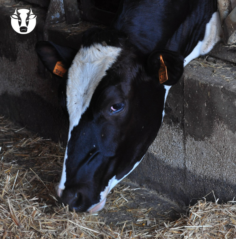 Abbiamo raccontato la passione e l'amore per il territorio grazie ad una gestione social attenta e studiata sul target del brand